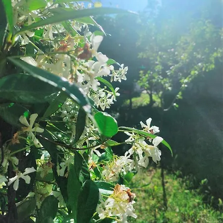 Il Gelso Di Sofia Bed & Breakfast 4*