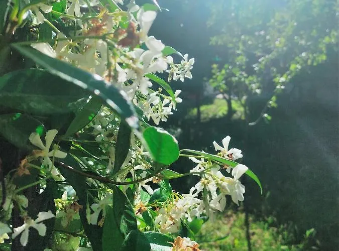 Il Gelso Di Sofia Oda ve Kahvaltı 4*